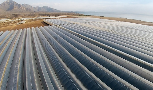 Invernaderos de la empresa Novedades Agrícolas, perteneciente a AgritechMurcia
