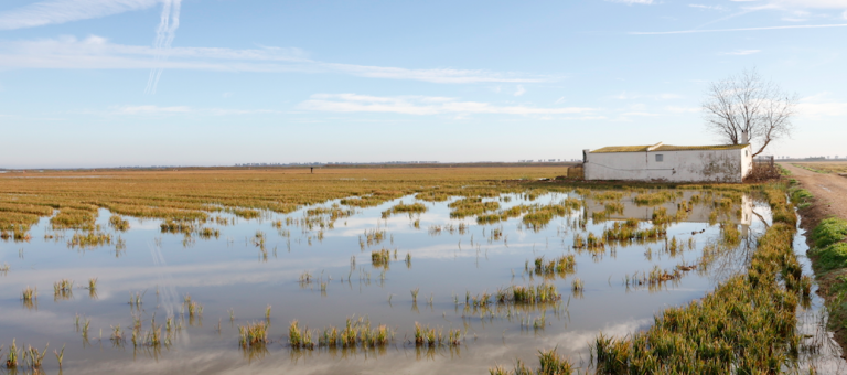 Cultivo de arroz en la Región de Murcia con Agromaster.