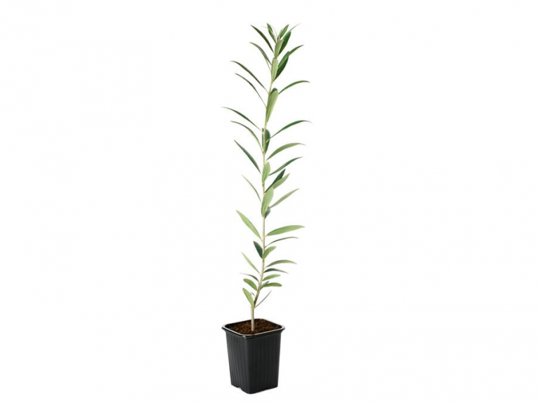 Olivo Arbequina en Teku, de Olea Fyton.