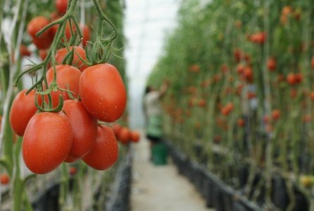 Cultivo hidropónico de tomate