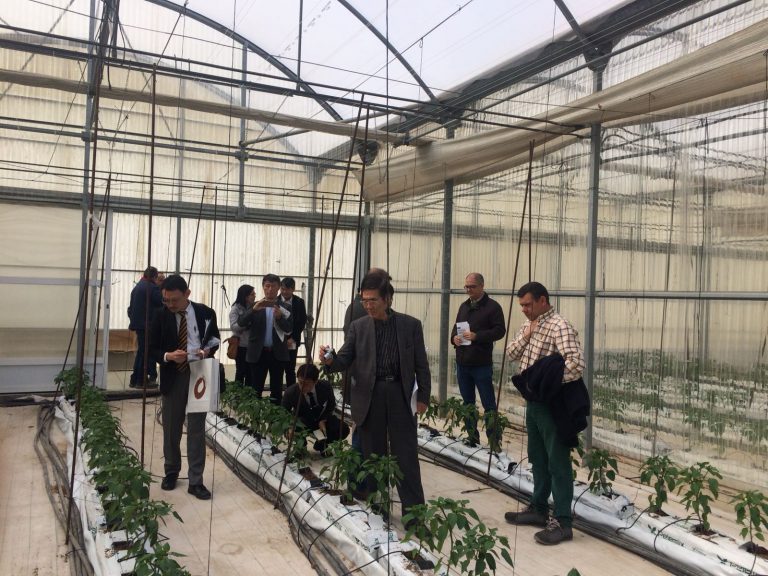 Técnicos japoneses alaban el modelo de trabajo de la agricultura murciana