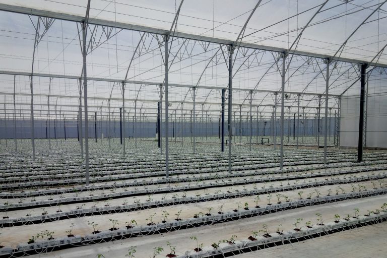 Hydroponic Systems-cultivo hidropónico