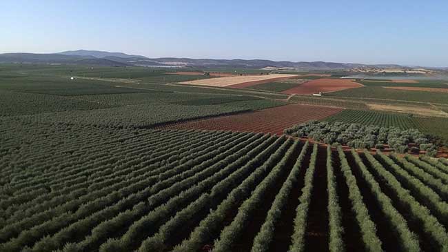 producción olivar