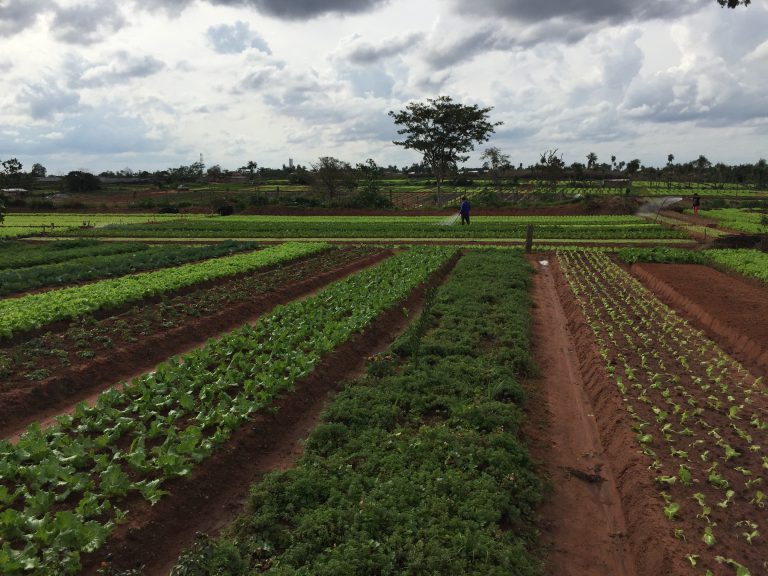 Agricultura paraguay tecnología de irrigación