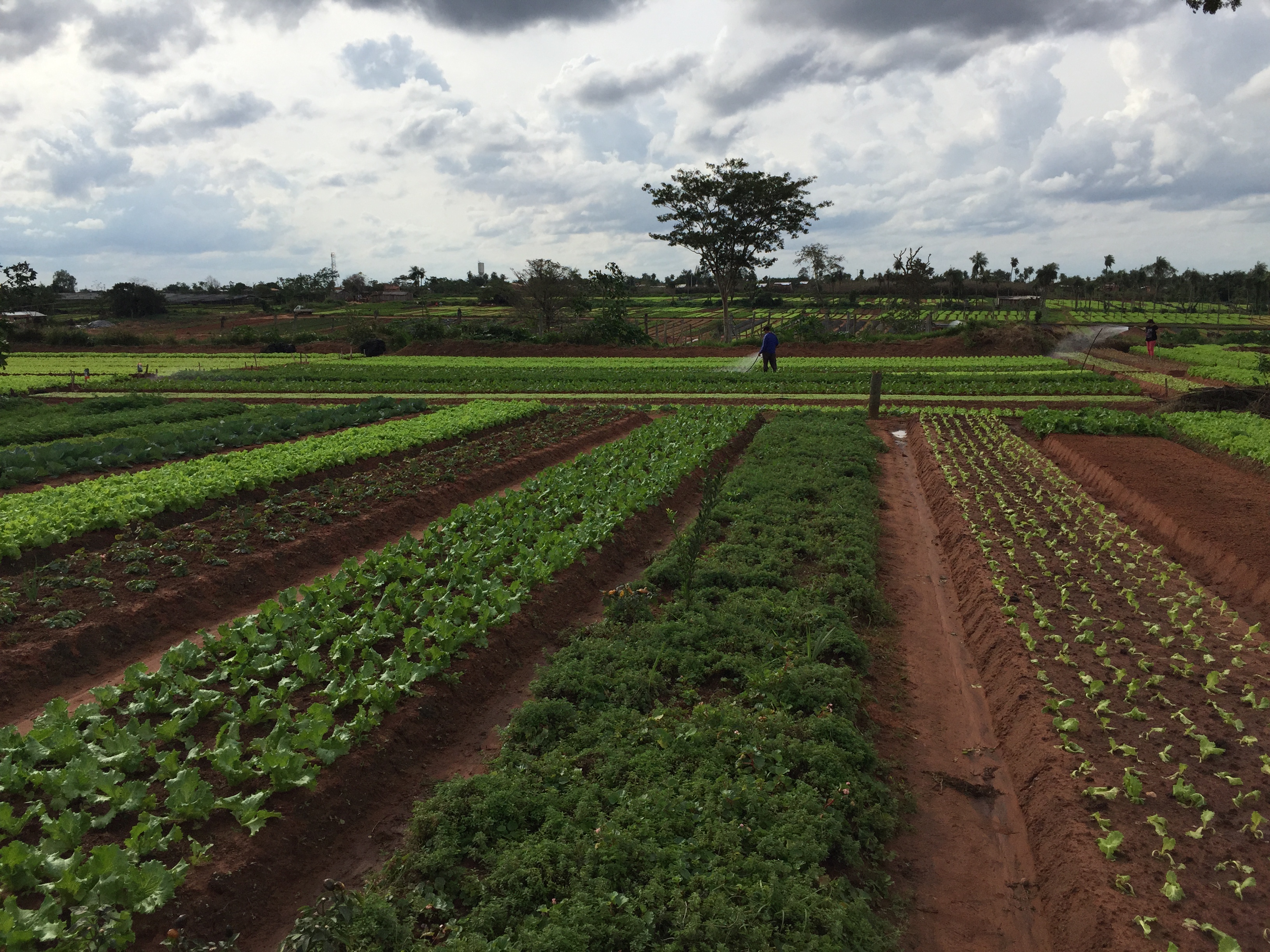 Agricultura paraguay tecnología de irrigación