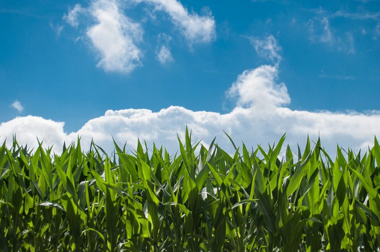 agritechmurcia-filial symborg