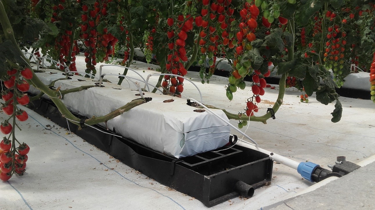 Hydroponic System