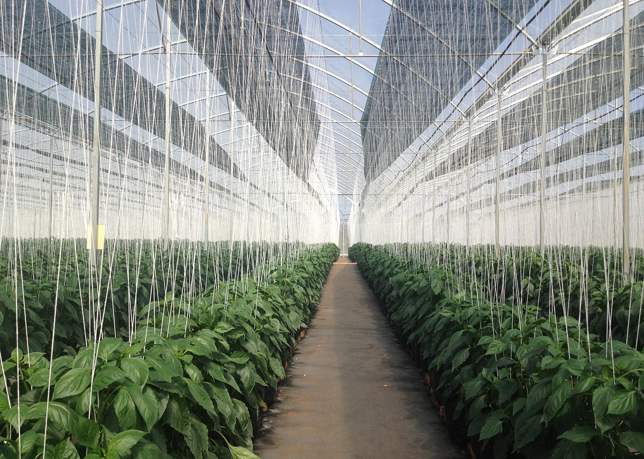 Invernaderos para el cultivo de pimiento