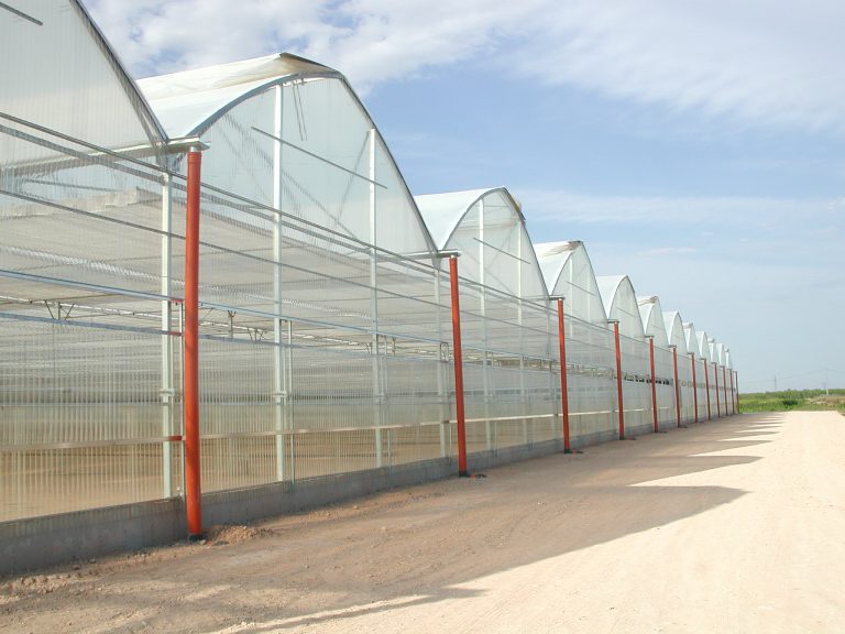 Proyecto tomate cherry marruecos