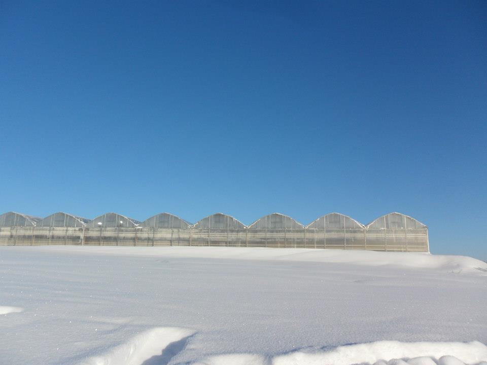 Proyecto invernadero Rusia