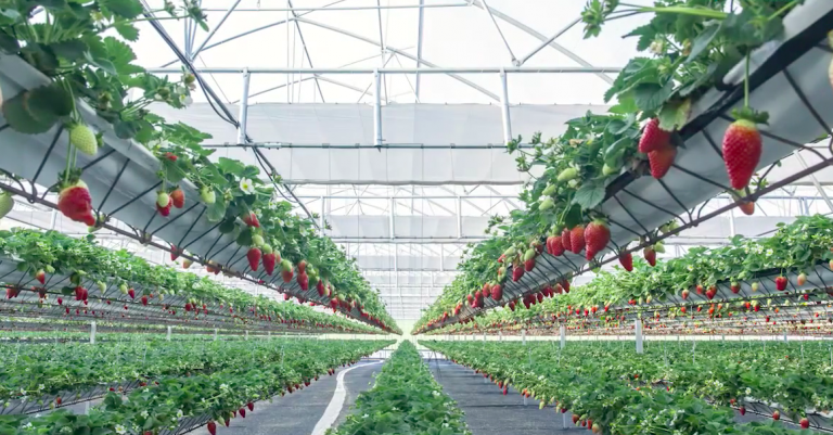 Hidropónico fresas