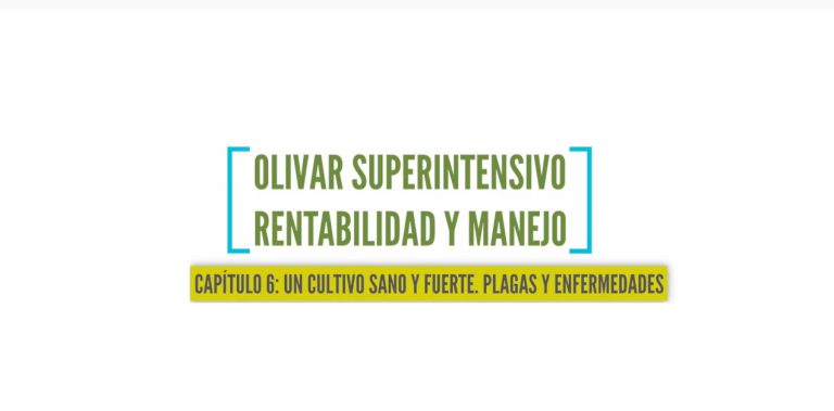 olivar superintensivo