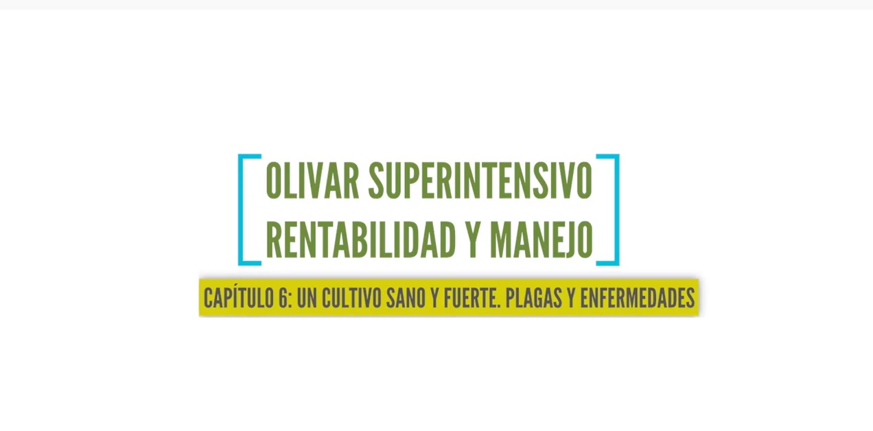 olivar superintensivo