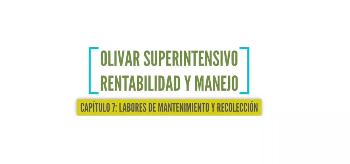 Olivar superintensivo