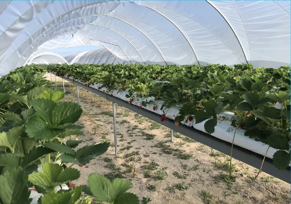 cultivo hidropónico elevado