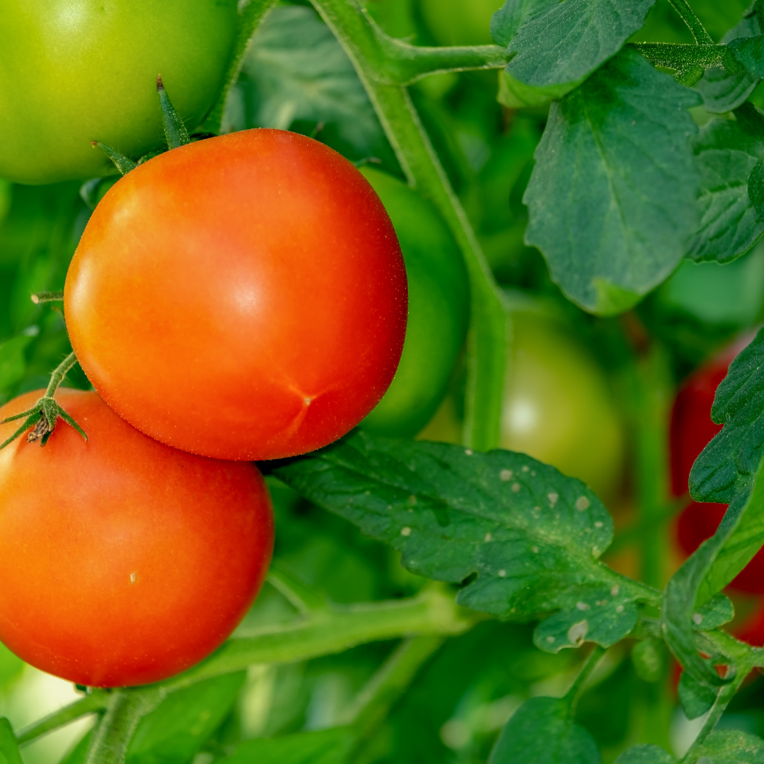 curso Especialista en Manejo de Cultivos Hortícolas en Invernaderos con Tecnología