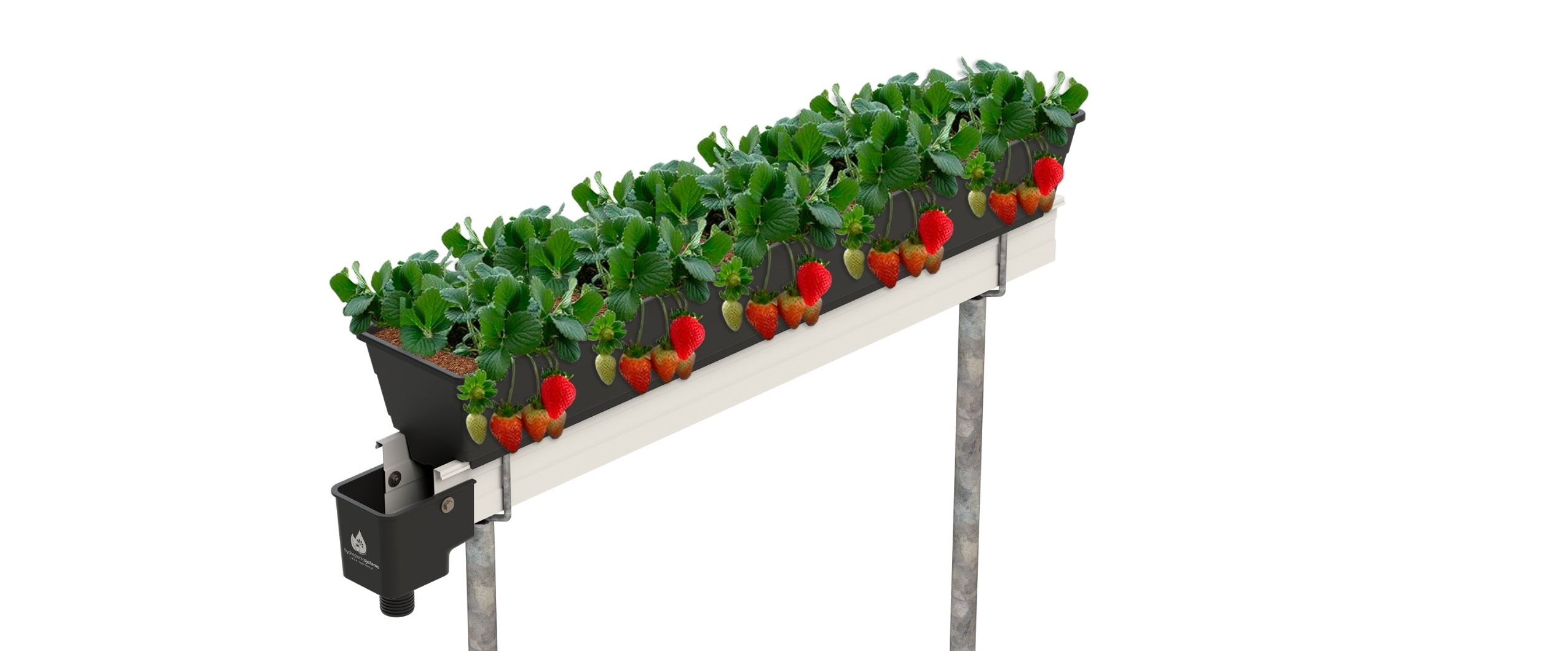 Solución para cultivo hidropónico
