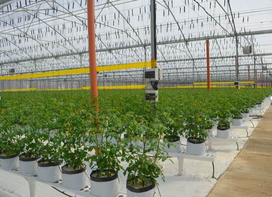 Cultivo hidrológico de tomate