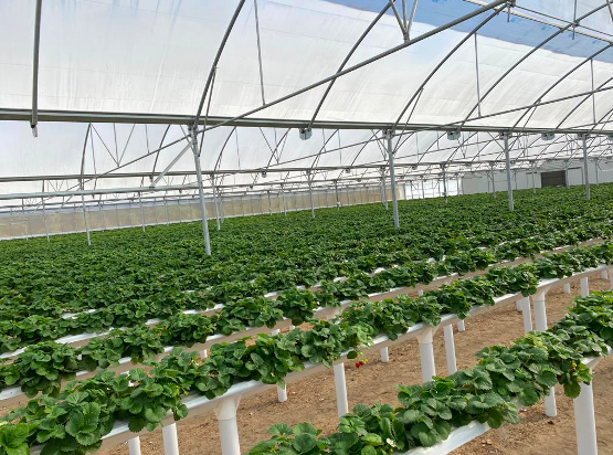 Cultivo hidropónico de fresa