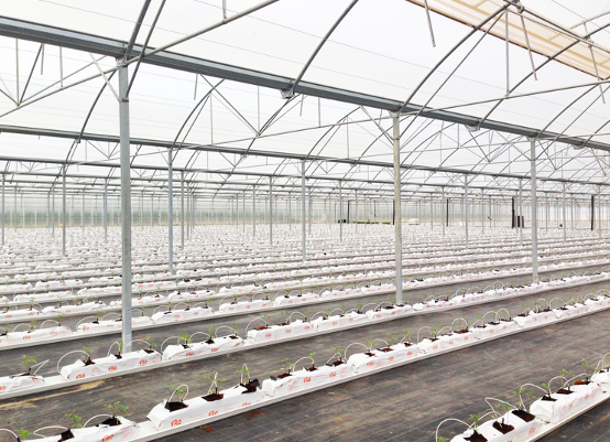 Cultivo Hidropónico